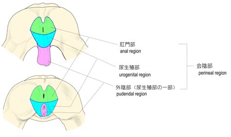 陰阜 意味